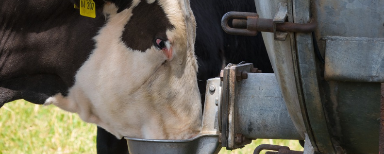 Bovino no momento do consumo de água