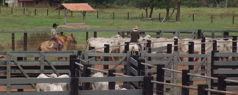 Peão manejando o gado para reduzir o estresse